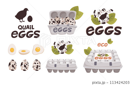 Set of vector quail eggs in different forms 113424203