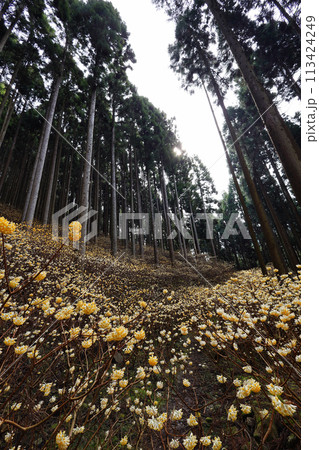 ミツマタの群生地 113424249