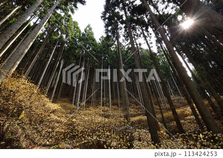 ミツマタの群生地 113424253