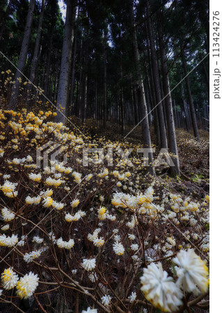 ミツマタの群生地 ミツマタの群生地 113424276