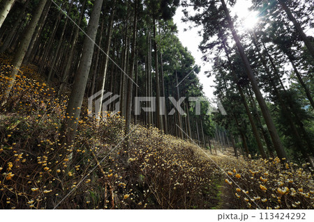 ミツマタの群生地 113424292