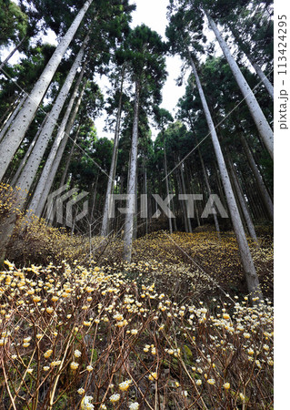 ミツマタの群生地 113424295