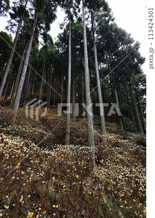 ミツマタの群生地 113424301