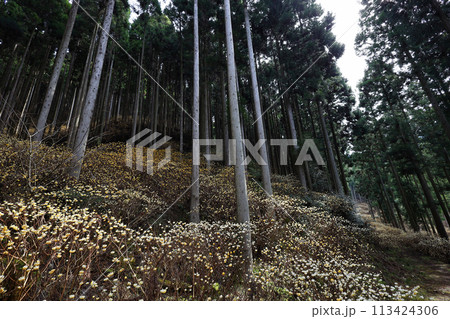 ミツマタの群生地 ミツマタの群生地 113424306