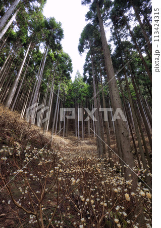 ミツマタの群生地 113424315