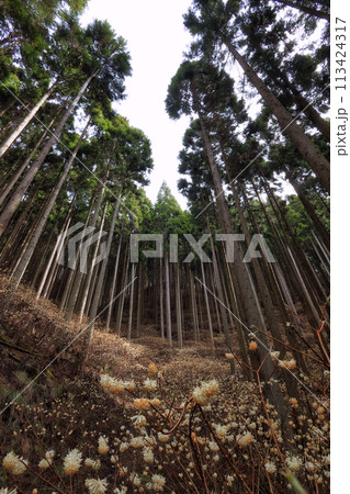 ミツマタの群生地 ミツマタの群生地 113424317