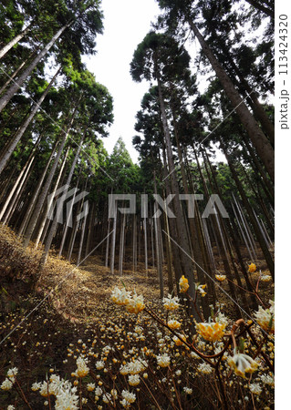 ミツマタの群生地 ミツマタの群生地 113424320