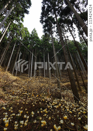 ミツマタの群生地 ミツマタの群生地 113424324