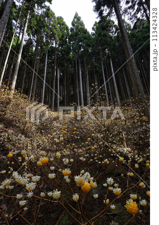 ミツマタの群生地 113424328