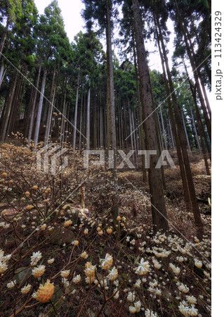 ミツマタの群生地 ミツマタの群生地 113424329