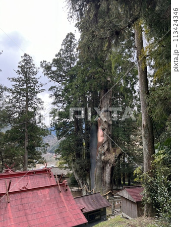 八坂神社 杉の大スギ（高知県 長岡郡 大豊町） 113424346