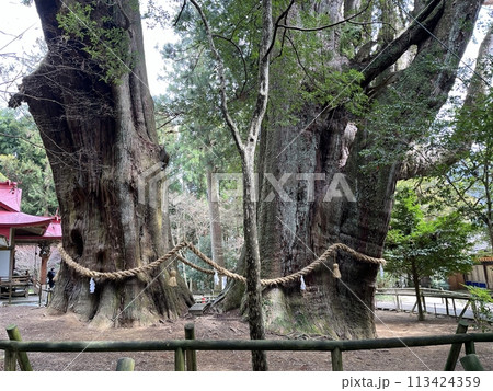 八坂神社 杉の大スギ(高知県 長岡郡 大豊町) 八坂神社 杉の大スギ(高知県 長岡郡 大豊町) 113424359