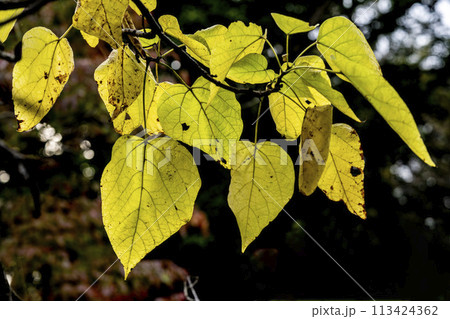 アメリカキササゲの黄色く紅葉した葉 アメリカキササゲの黄色く紅葉した葉 113424362