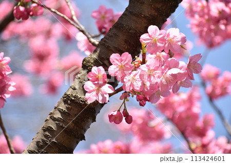 早春の青空に映えるピンクの横濱緋桜 早春の青空に映えるピンクの横濱緋桜 113424601