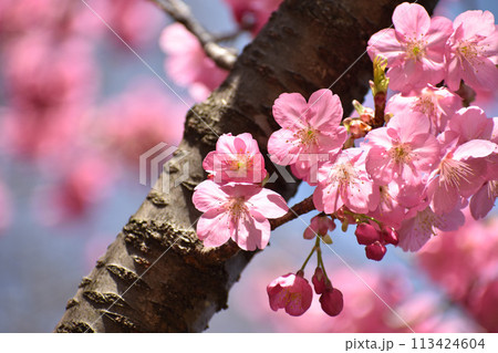 早春の青空に映えるピンクの横濱緋桜 113424604