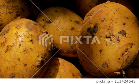 Lots of freshly picked potatoes in a bucket. Potato harvest. Cultivation of organic vegetables. Lots of freshly picked potatoes in a bucket. Potato harvest. Cultivation of organic vegetables. 113424645