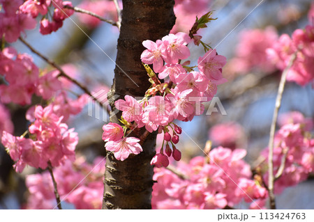 鮮やかなピンクの早咲きの横濱緋桜 鮮やかなピンクの早咲きの横濱緋桜 113424763