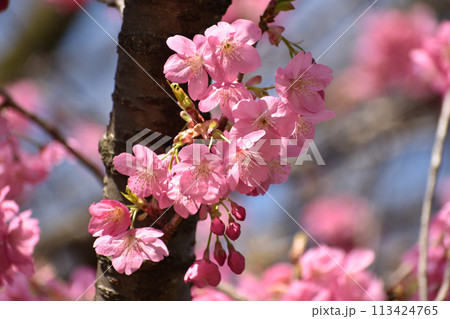 鮮やかなピンクの早咲きの横濱緋桜 113424765