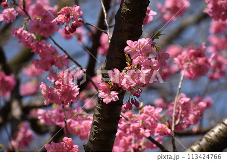 鮮やかなピンクの早咲きの横濱緋桜 113424766