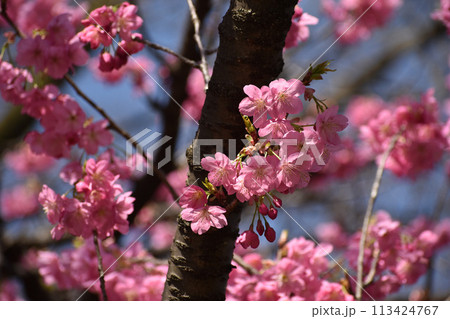 鮮やかなピンクの早咲きの横濱緋桜 113424767