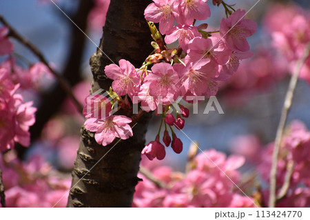 鮮やかなピンクの早咲きの横濱緋桜 113424770