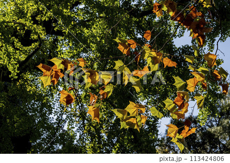 黄色く紅葉し始めたユリノキの葉 黄色く紅葉し始めたユリノキの葉 113424806
