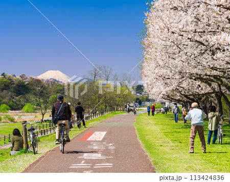富士山と桜のコラボ景　多摩川河川敷 113424836