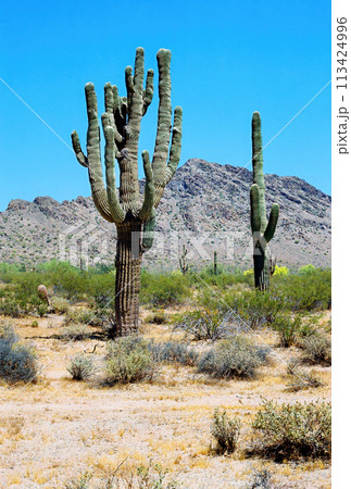 San Tan Mountains Sonora Desert Arizona On Film 113424996