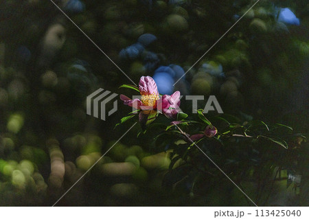 陽のスポットライトを浴びている椿の花・クローズアップ 陽のスポットライトを浴びている椿の花・クローズアップ 113425040