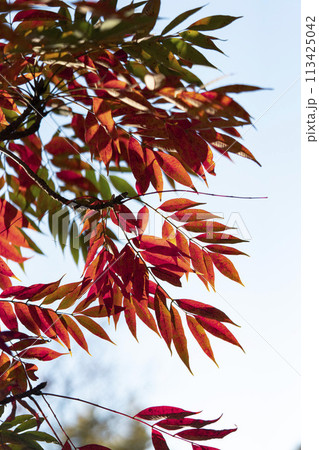実が和蝋燭の原料となるハゼノキの赤く紅葉した葉 113425042