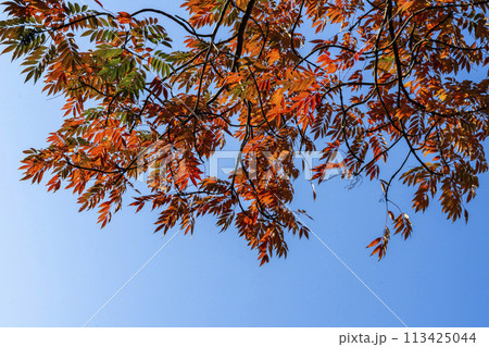 実が和蝋燭の原料となるハゼノキの赤く紅葉した葉 113425044