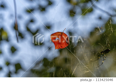 蜘蛛の巣に掴まった黄色く紅葉した落葉・ナンキンハゼ 113425046