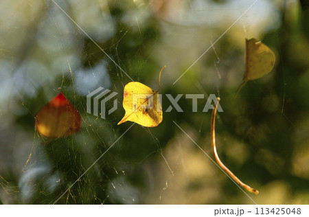 蜘蛛の巣に掴まった黄色く紅葉した落葉・ナンキンハゼ 113425048