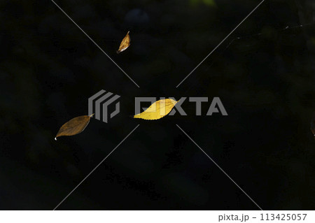 蜘蛛の巣に掴まった黄色く紅葉した落葉 113425057