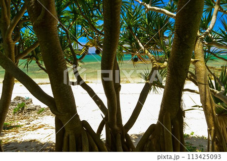 夏のビーチリゾートの風景 113425093
