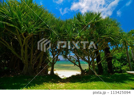 夏のビーチリゾートの風景 113425094