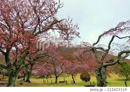 一気に咲いたいろいろな桜の風景 113425114