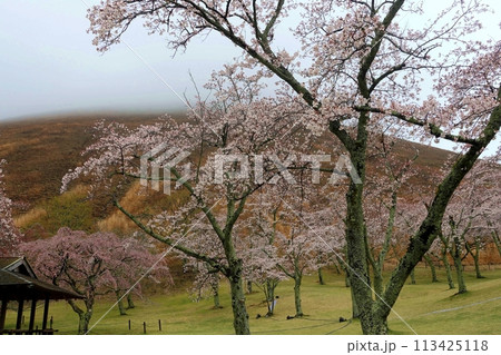 一気に咲いたいろいろな桜の風景 113425118