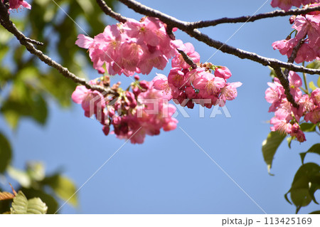 早春の青空に映えるピンクの横濱緋桜 早春の青空に映えるピンクの横濱緋桜 113425169