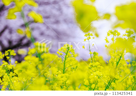 菜の花 113425341