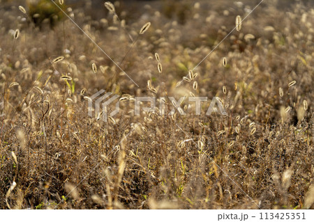エノコログサ・ネコジャラシが輪舞する草原・忍野村 113425351