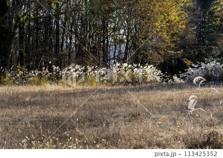 ススキの穂が銀色に輝く草原・忍野村 ススキの穂が銀色に輝く草原・忍野村 113425352