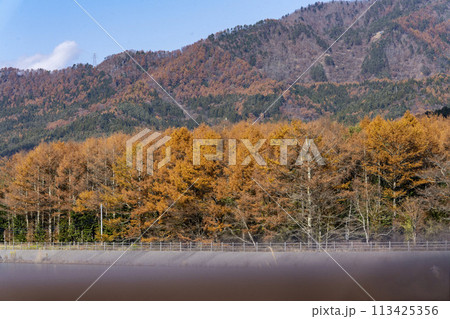 落葉松の紅葉と杉の緑のモザイク模様・忍野村 113425356