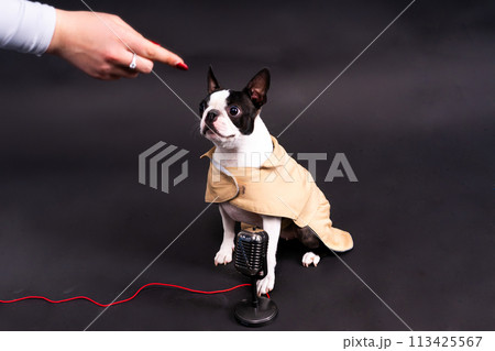 The muzzle of a Boston Terrier dog gives an interview into the microphone. The muzzle of a Boston Terrier dog gives an interview into the microphone. 113425567