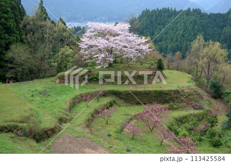 有瀬の棚田に咲く一本桜　（高知県　香美市） 113425584