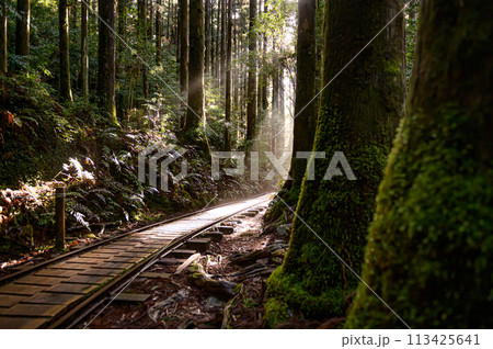 木漏れ日のトロッコ道 113425641