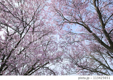 桜と青空 113425651