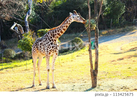 【天王寺動物園】エサを食べるキリン 113425675