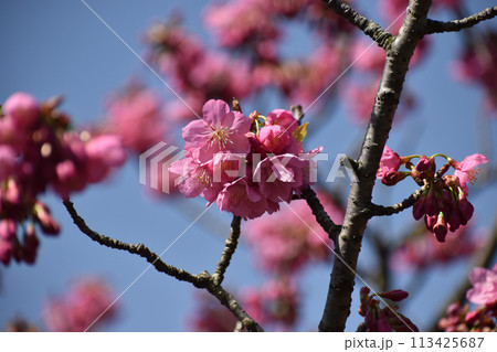 早春の青空に映えるピンクの横濱緋桜 113425687