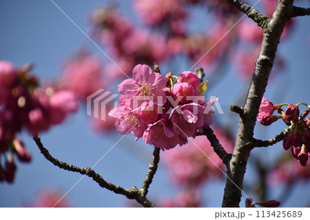 早春の青空に映えるピンクの横濱緋桜 早春の青空に映えるピンクの横濱緋桜 113425689